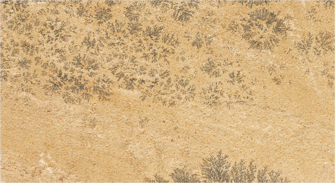 Mint Fossil